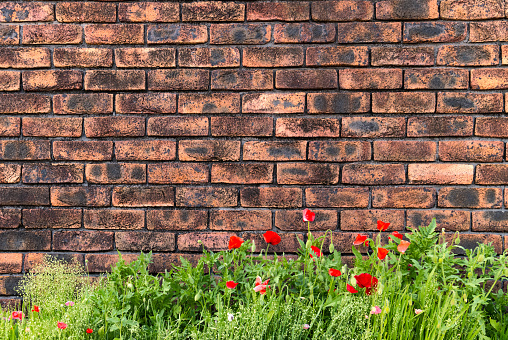 Vivid red flower and green grass with orange brick wall background