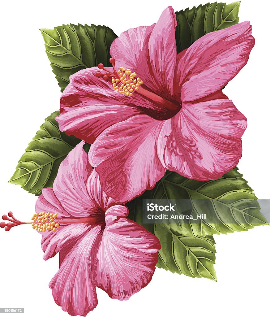 Flores de hibiscos de Vector realista aislado sobre fondo blanco - arte vectorial de Hibisco libre de derechos