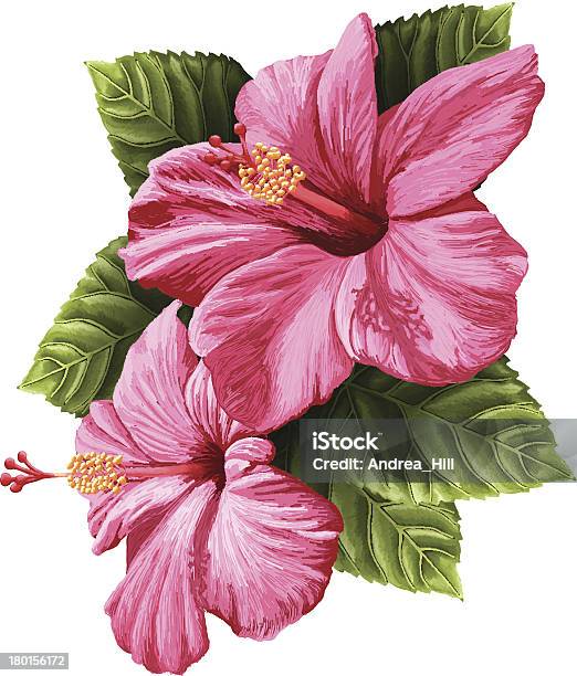 Vector Realista Flores De Hibisco Isolada No Fundo Branco - Arte vetorial de stock e mais imagens de Hibisco