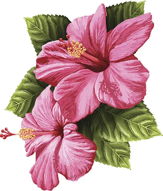 Vector illustration of Vector Realistic Hibiscus Flowers Isolated on White Background