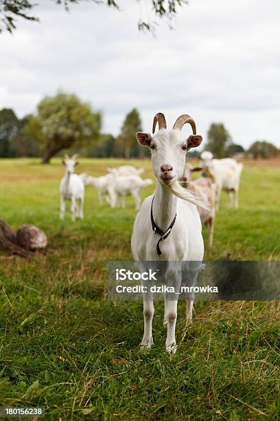 Ciekawski Goat - zdjęcia stockowe i więcej obrazów Baran - Znak zodiaku żywiołu ognia - Baran - Znak zodiaku żywiołu ognia, Bez ludzi, Ciekawość