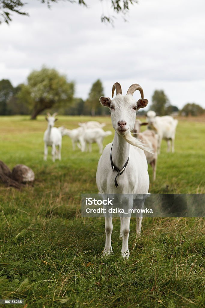 Curioso de cabra - Foto de stock de Agricultura royalty-free