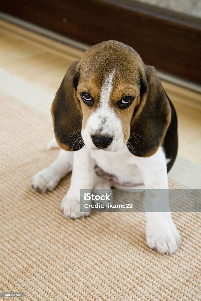 Cute Beagle in Living Room A portrait of a cute beagle, relaxing in Living Room Animal Stock Photo