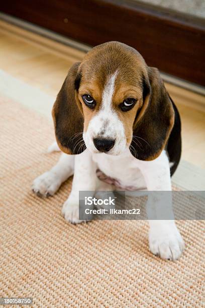 Cute Beagle In Living Room Stock Photo - Download Image Now - Animal, Animal Behavior, Armchair