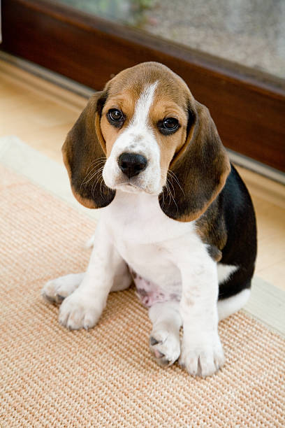 istock Cute Beagle in Living Room 180160665