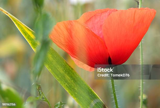 Papoila - Fotografias de stock e mais imagens de Ao Ar Livre - Ao Ar Livre, Botânica - Ciência de plantas, Cabeça de Flor