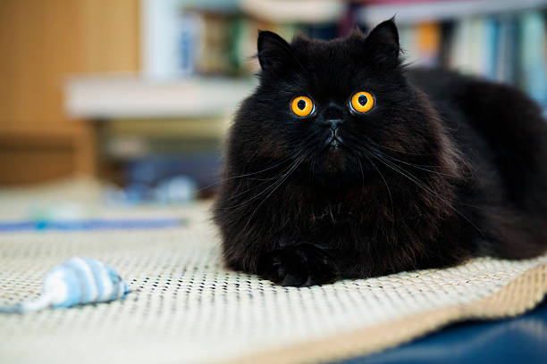 istock Male cat looking curiously at photo camera 180162241