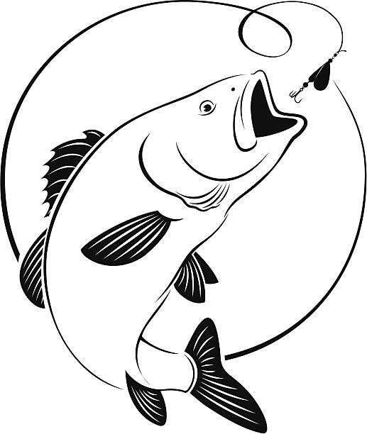 ilustraciones, imágenes clip art, dibujos animados e iconos de stock de peces bass - rockfish