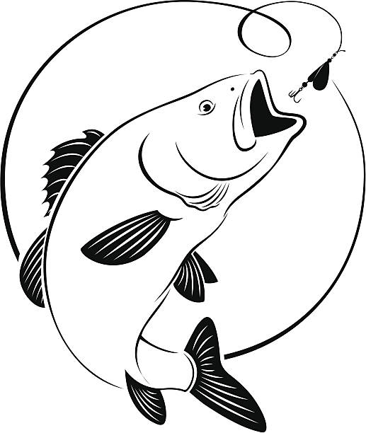 рыба бас - rockfish stock illustrations