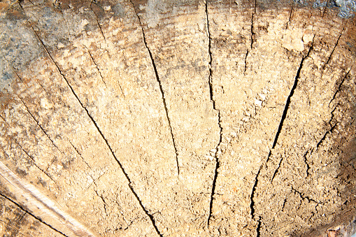 closeup of pictures, woodiness texture and crack