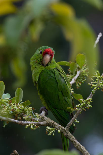 istock Parakeet, perico frentiroja 1801646675