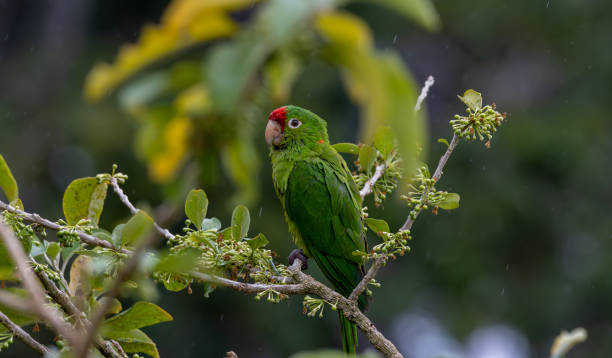 istock Parakeet, perico frentiroja 1801646677