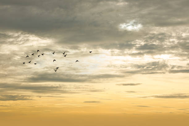 istock Silhouette of flying birds with sunrise sky. 1801655040