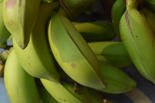 Selective focus, background of green bananas in the garden