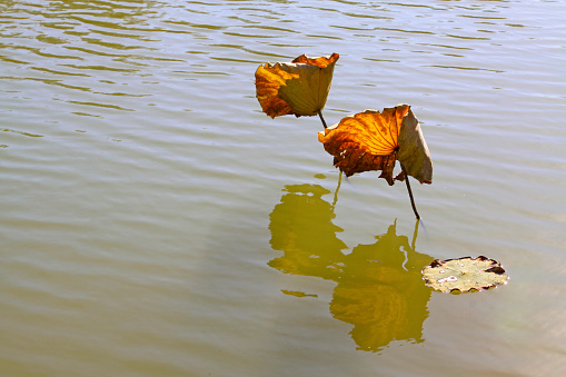 Dry autumn leaves floating on a water surface of a lake.