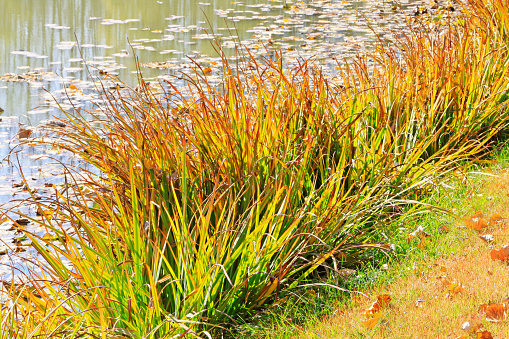 aquatic plants in the late autumn in a park