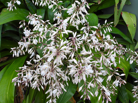 A good example of the Renga renga flowers in spring time