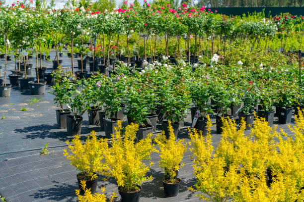 istock Plant seedlings for sale. 1801682339