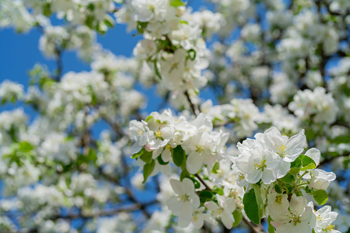 Branches of blooming apple trees in spring. Beautiful floral white background.