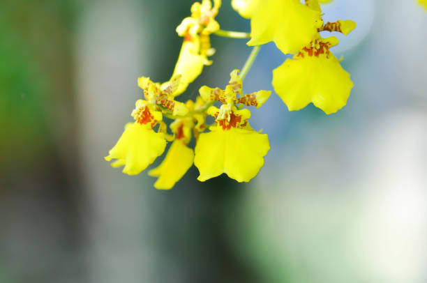 istock orchid or yellow orchid flower ,yellow oncidium 1801696345