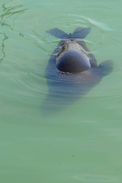 istock pilot whale in the ocean 1801700833