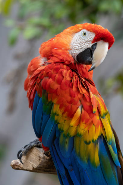 istock Colorful macaw portrait 1801720113