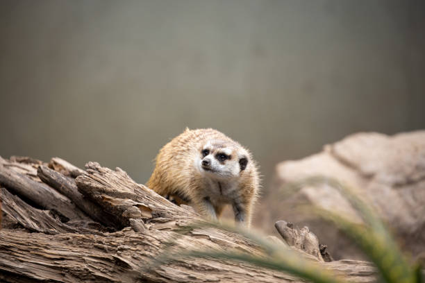 istock Portrait of a meerkat (mongoose) 1801720177