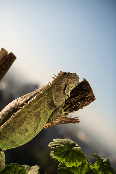 istock iguana crawling on a piece of wood and posing 180172343