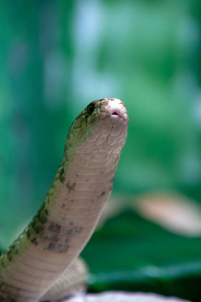 istock Monocled cobra rearing up showing belly or underside 1801724725