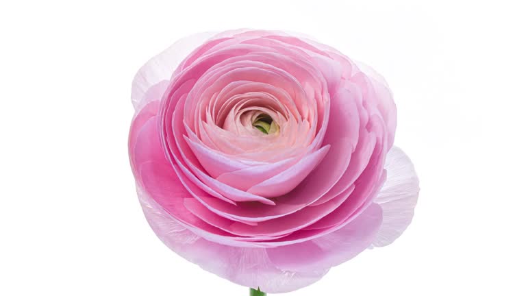 Beautiful pink ranunculus flower opening on white background, close up