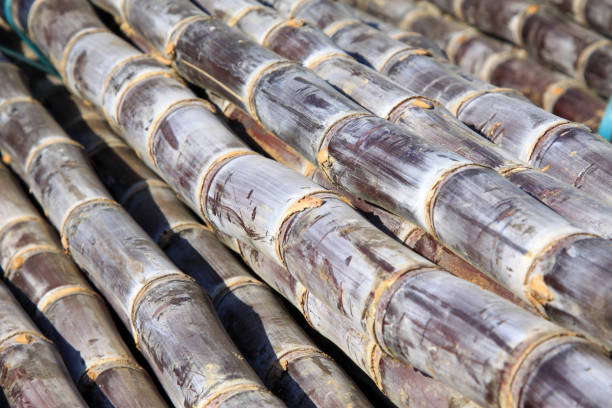 istock sugarcane, a kind of food 1801734246