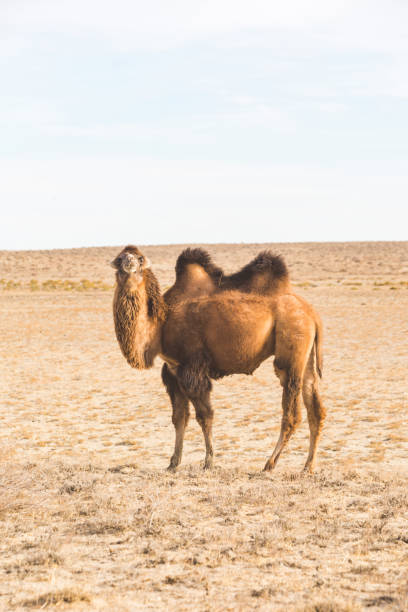Bactrian camel in the steppe. Kazakhstan