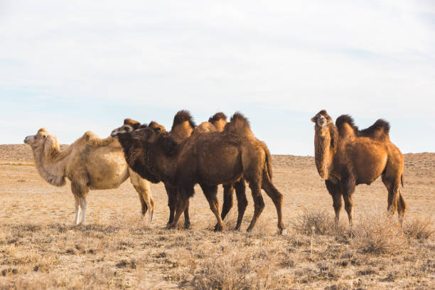 istock Bactrian camels in the steppe. Kazakhstan 1801737363