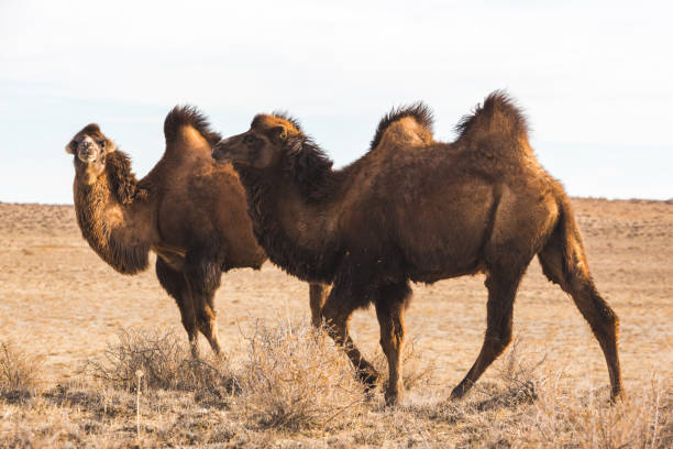 istock Bactrian camels in the steppe. Kazakhstan 1801737530