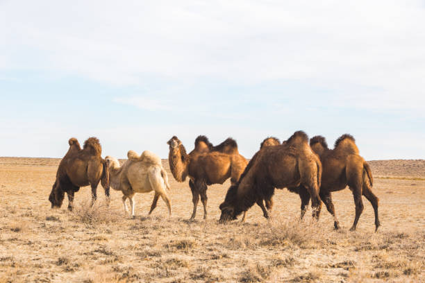 istock Bactrian camels in the steppe. Kazakhstan 1801737899