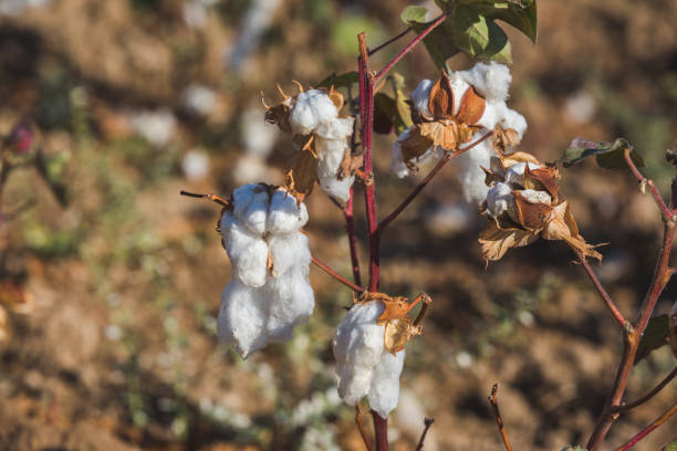 istock Ripe boll of cotton on a bush 1801737935