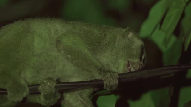 a Sumatran slow loris on a tree