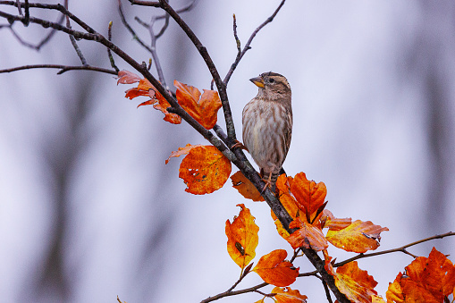Rock Sparrow- petronia petronia