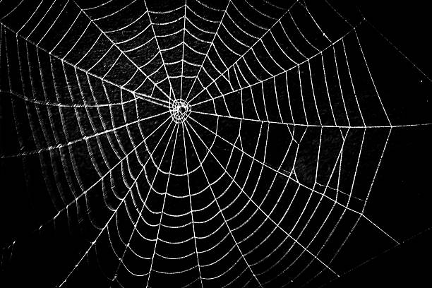 Frightening spider web for Halloween pretty scary frightening spider web for halloween spider photos stock pictures, royalty-free photos & images
