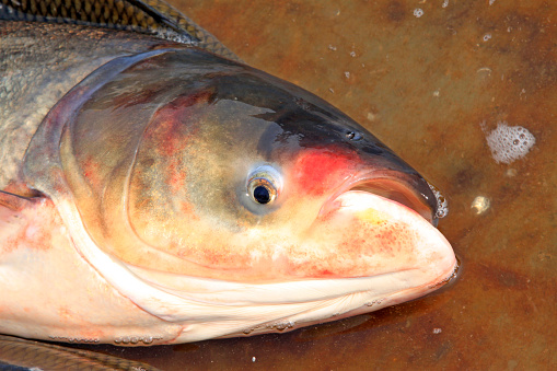 silver carp head in metal plate on the market, closeup of photo