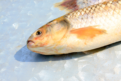 carp in metal plate on the market, closeup of photo