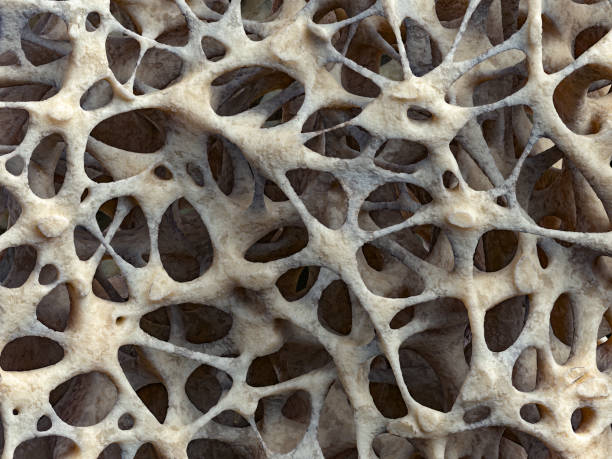istock Realistic bone spongy structure close-up, bone texture affected by osteoporosis 1801779830