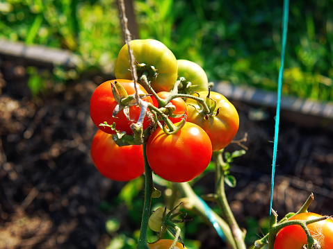 ripe red tomato on bush in garden illuminated by sun in summer evening