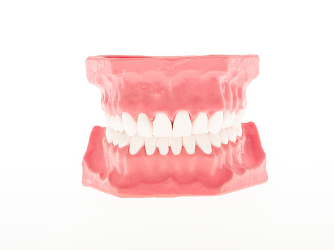 Adult human tooth model on a white background. No people.