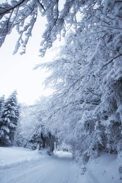 istock Winter landscape in the mountains 1801811141