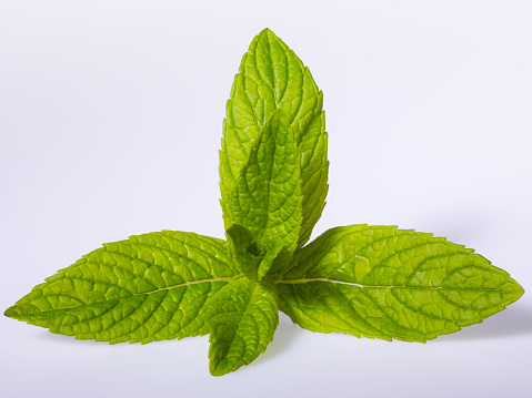Fresh mint leaves isolated on a white background. No people.