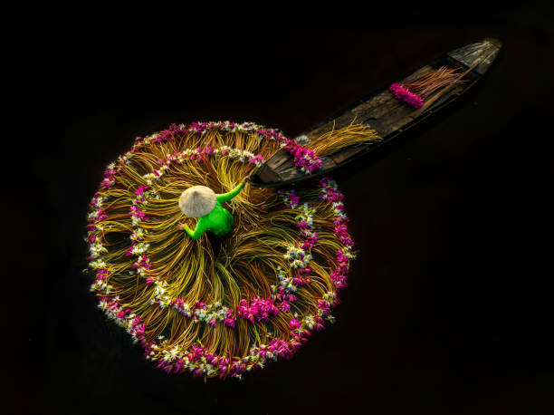 Drone view women is harvesting water lily in Moc Hoa - Long An province, south west Vietnam
