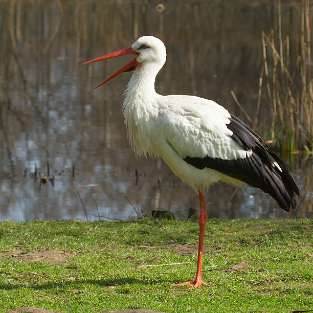 istock Stork in its natural habitat 180183340