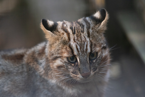 Tsushima leopard cat