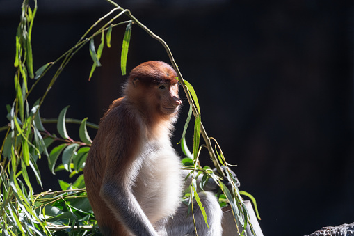 Close-up of a female white-handed gibbon, also known as lar gibbon, against heavily blurred treetops. This gibbon species can be found in Indonesia, Laos, Malaysia, Myanmar and Thailand.